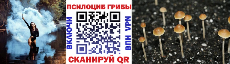 Галлюциногенные грибы Psilocybe  мориарти телеграм  Козьмодемьянск 